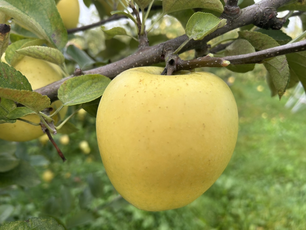 SR-6 シナノ・ゴールドの雪国りんご 約5kg | 王将果樹園