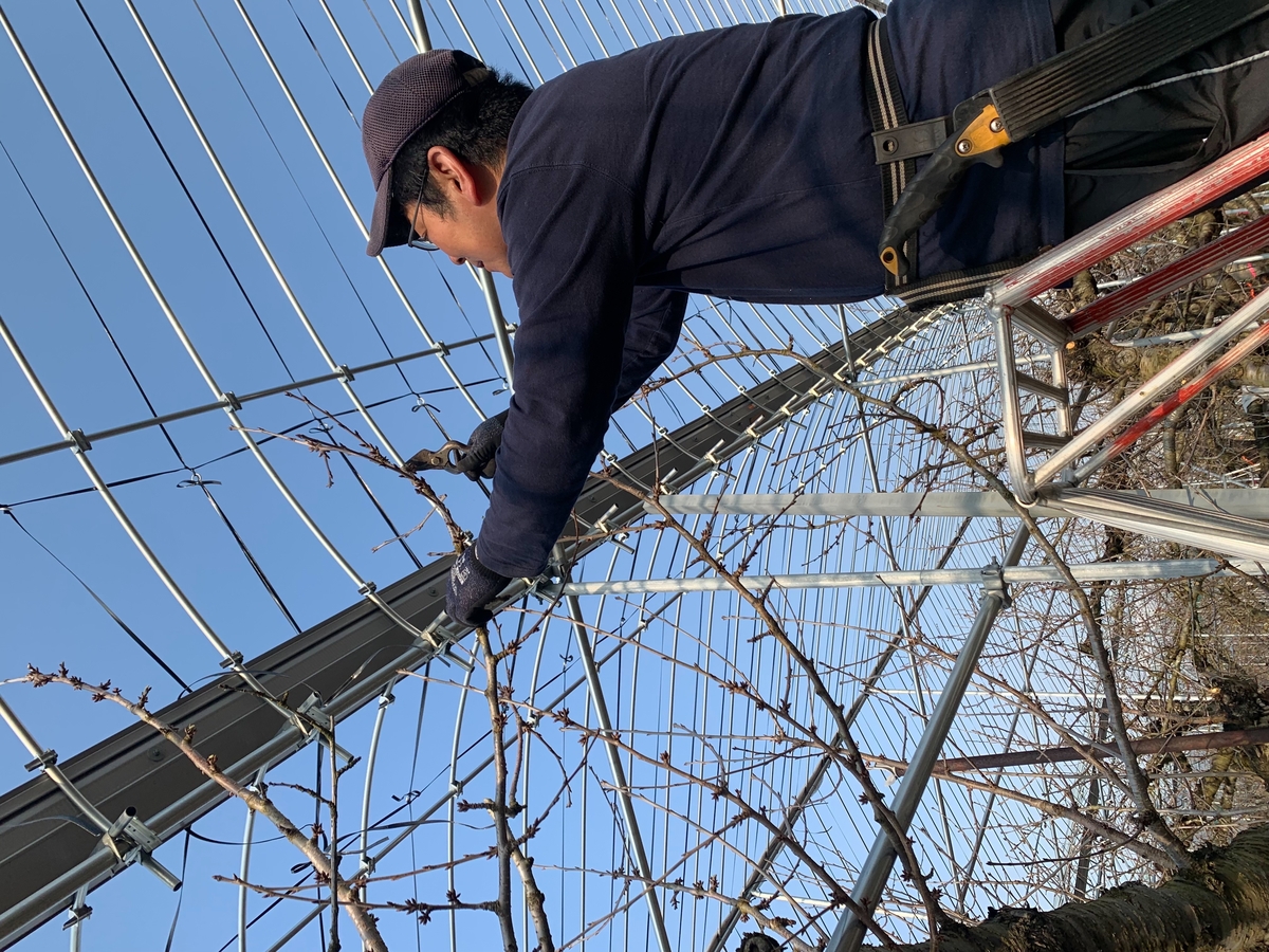 S-44「フードパック」紅秀峰 約400g | 王将果樹園