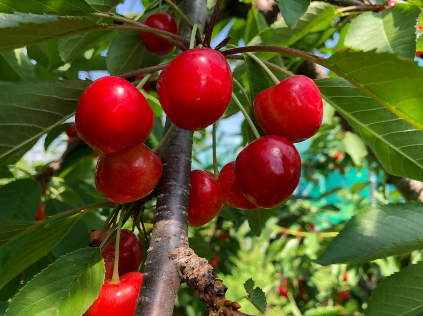 ハウスさくらんぼ