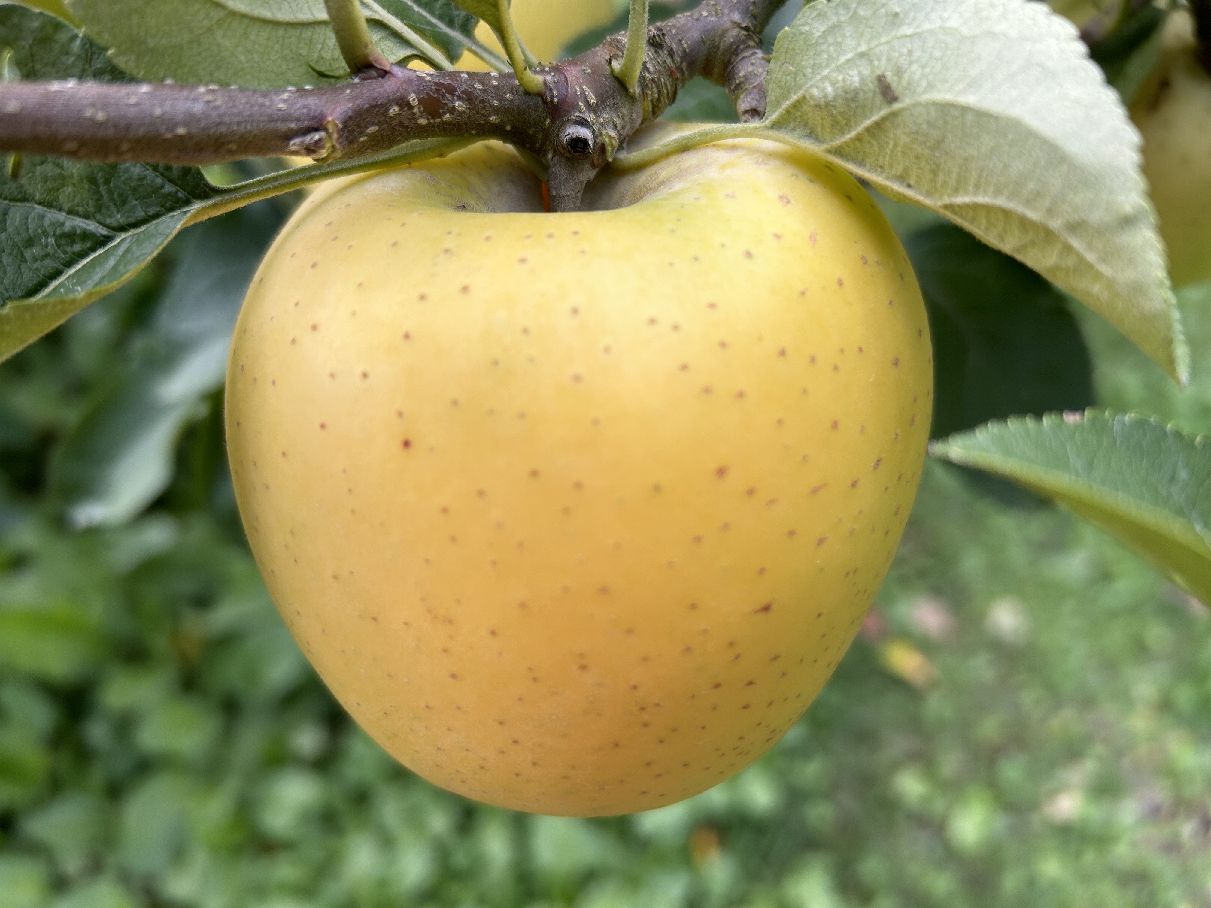 シナノゴールド