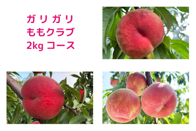 ガリガリももクラブ　2kgコース