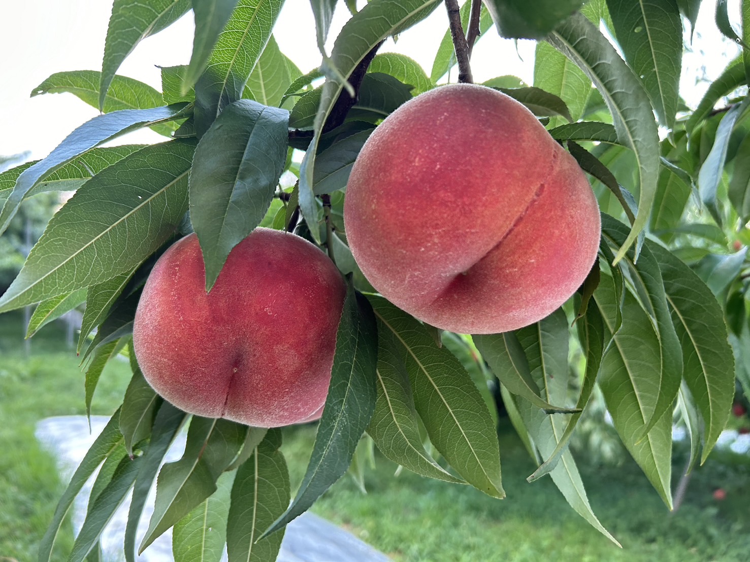 さくら・西王母