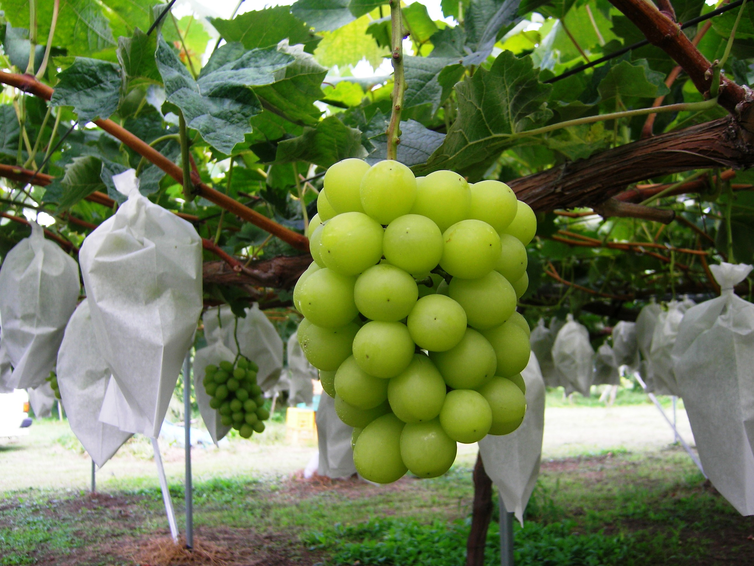 シャインマスカット