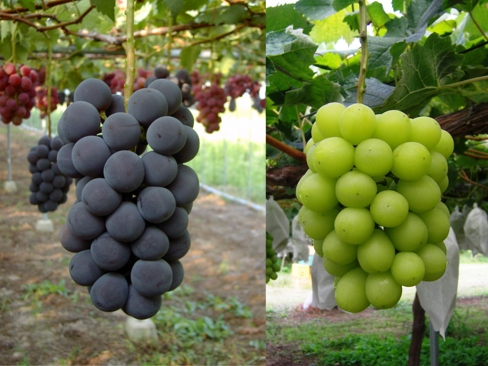 プレミアムぶどう