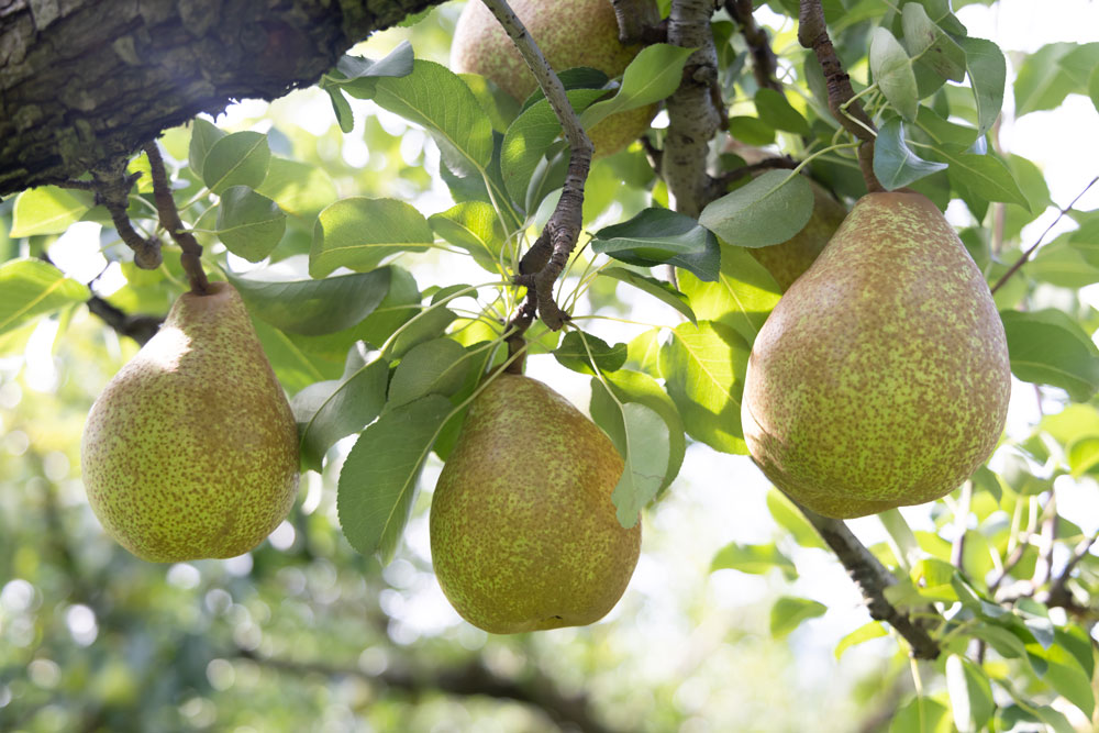 西洋なし・りんご