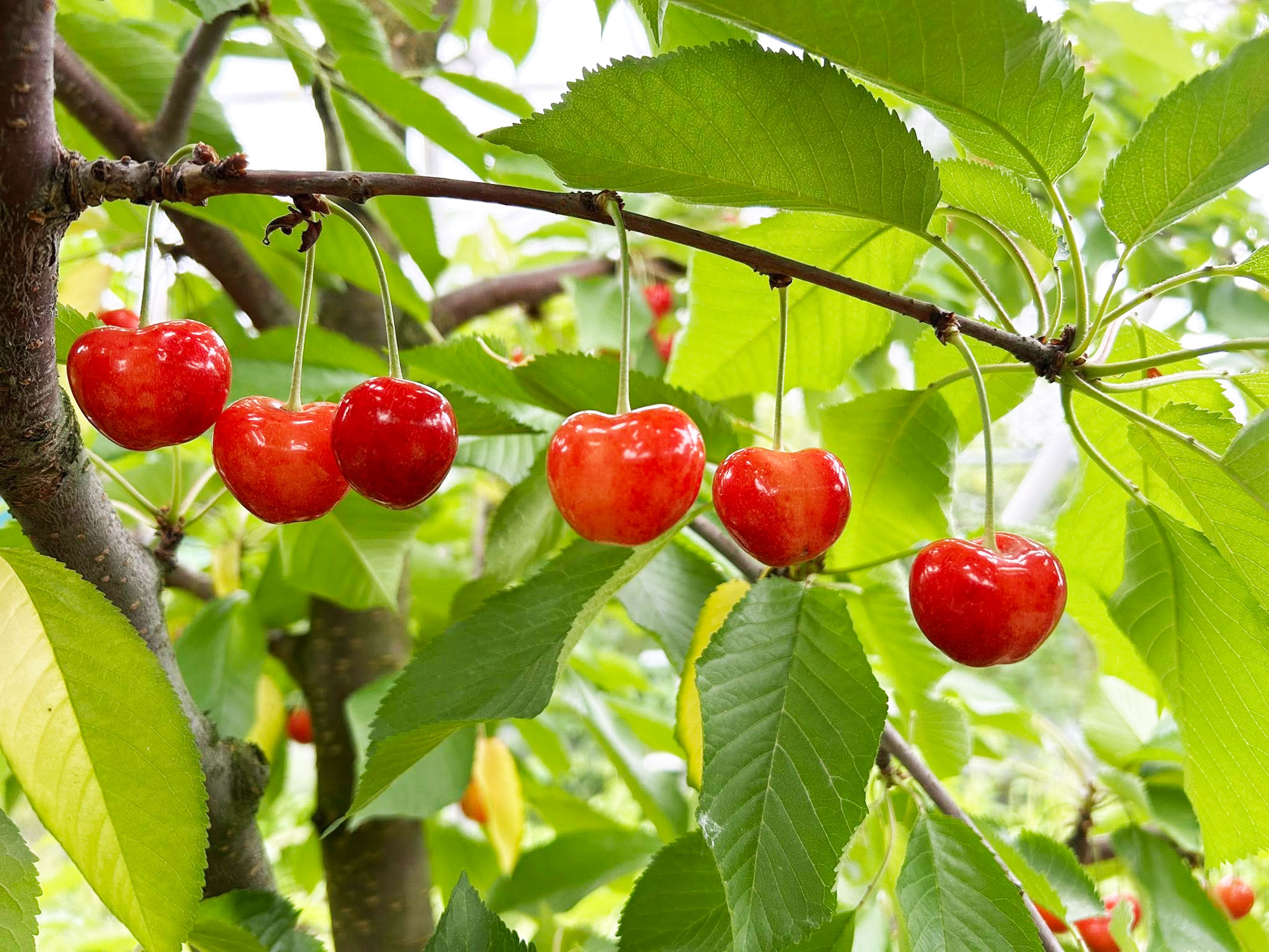 やまがた紅王の実と500円玉