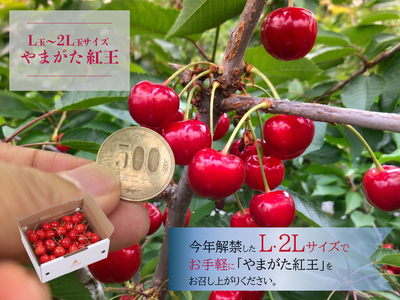  L~2Lサイズのやまがた紅王500ｇ