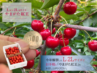 L~2Lサイズのやまがた紅王１㎏BP 