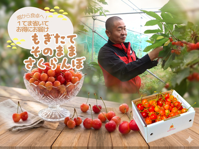 S-63 もぎたてそのままさくらんぼ バラ詰め 約500g
