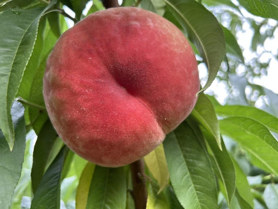 硬い桃