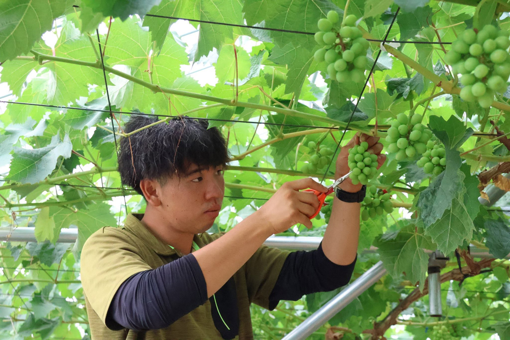 摘粒