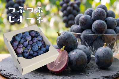 NB-7N つぶつぶピオーネ 1kg