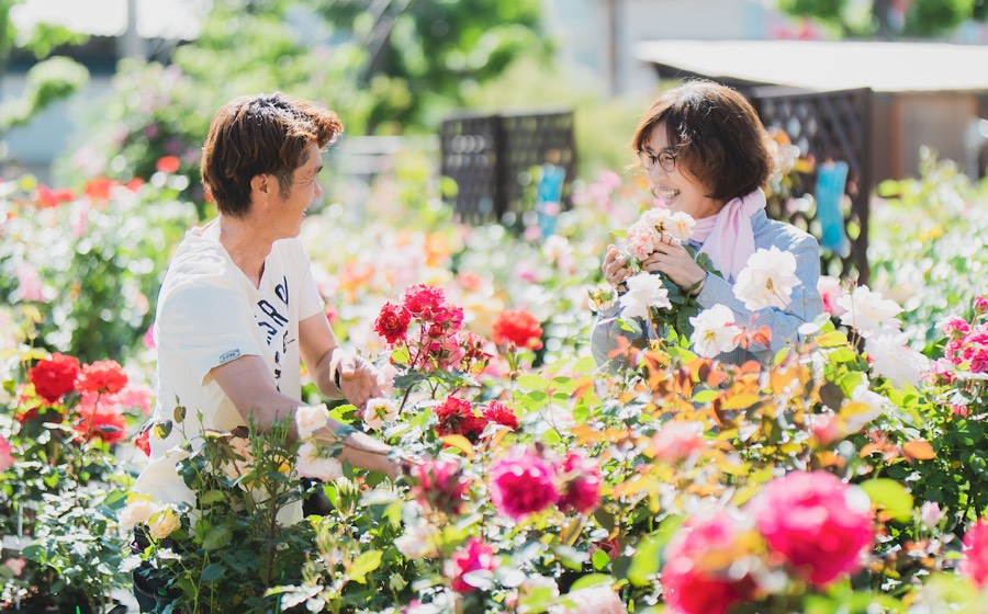 写真:バラの手入れをする男女