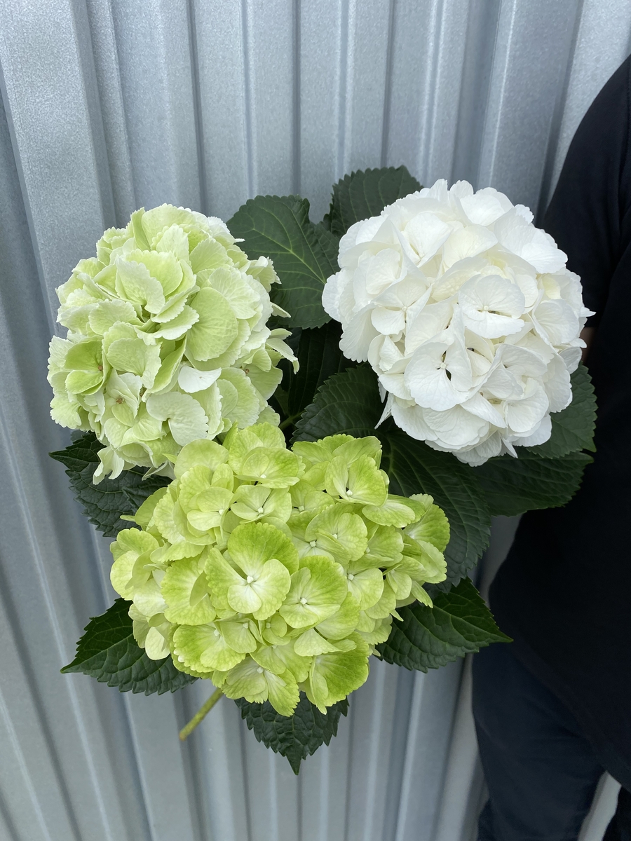 白グリーン系 紫陽花のみのブーケ 青木園芸ネットショップ