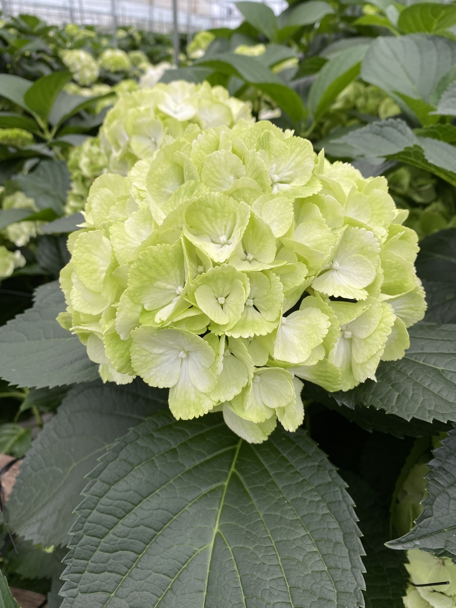 白グリーン系 紫陽花のみのブーケ 青木園芸ネットショップ