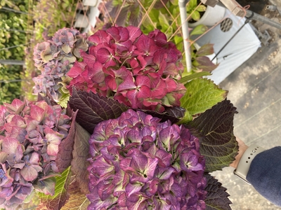 ぎゅうぎゅうセット【グローイングアルプス】