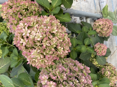 ぎゅうぎゅうセット【翠玉】