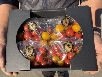 男気トマトの宝石箱1kg(ミニトマト赤&黄)  不定期販売