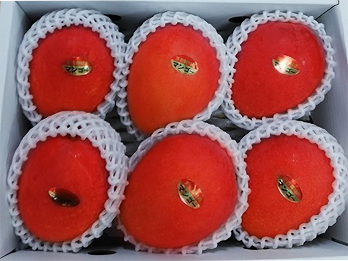 A002】完熟マンゴー贈答用箱入り 4～6個（約2kg） | すだり果樹園