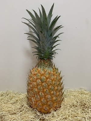PINEAPPLE | 西表島フルーツ