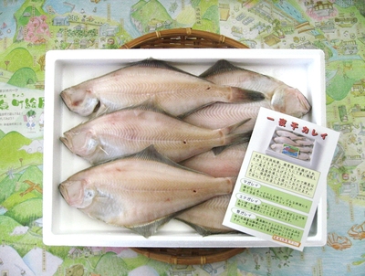 一夜干し　真がれい（箱入り）4~8尾