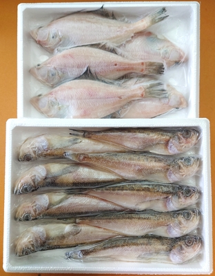 一夜干し　エテガレイ、ハタハタ（中箱セット）