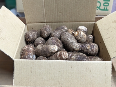 里芋（土垂れ）　３kg　