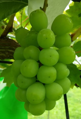 シャインマスカット 3房入り(1.5kg以上) | いしやま農園