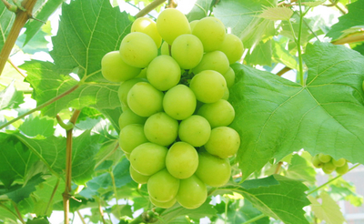 シャインマスカット 3房入り(1.5kg以上) | いしやま農園