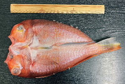 萩産甘鯛開き(超特大サイズ1尾)