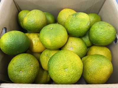 スイートスプリング