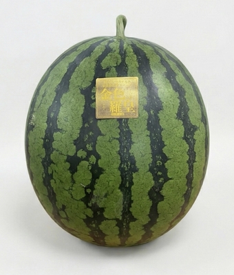 金色羅皇　特大【送料込】※沖縄、東北、北海道を除く 