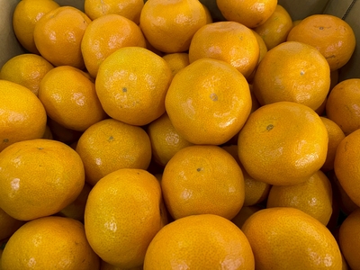 旬みかん　5キロ入