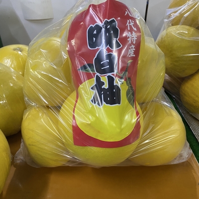 【本場八代産】晩白柚　家庭用大袋（8個入り）