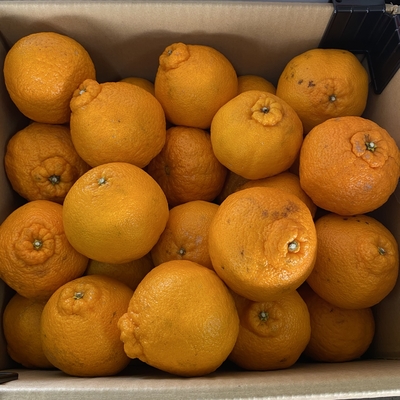 しらぬひ　１０キロ入り（家庭用）