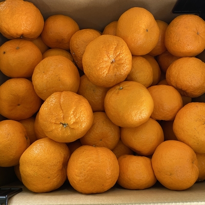 ポンカン　１０キロ入り