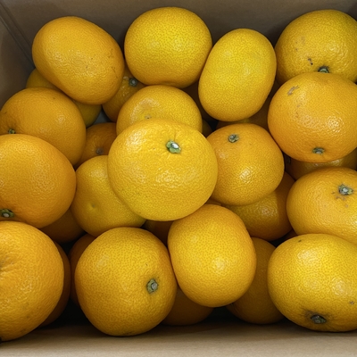 八朔　１０キロ入り