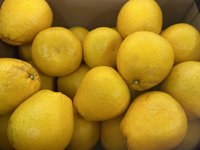 ジューシー（晩柑）　10キロ入り