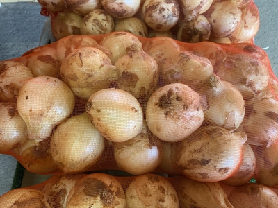 サラダ玉ねぎ　１０キロ入り　家庭用