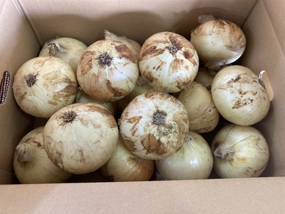 サラダ玉ねぎ　５キロ入り　特選