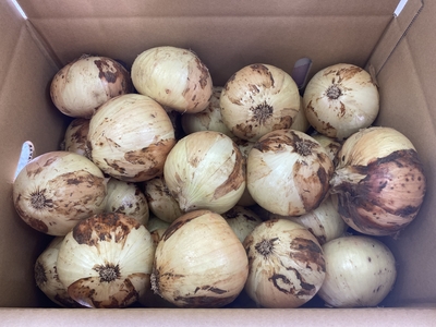 ★おすすめ★サラダ玉ねぎ　10キロ入り　特選