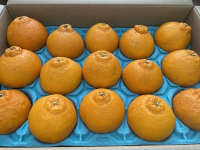 しらぬひ贈答用　5キロ