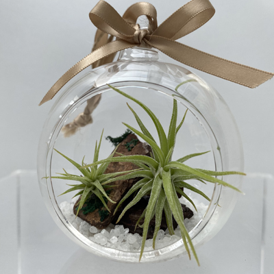 エアプランツ ガラスドームハンギングタイプ チランジア | 神戸