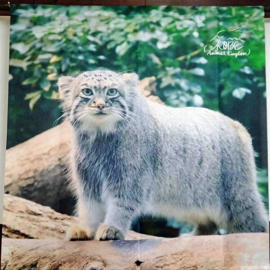 マヌルネコ タペストリー 神戸どうぶつ王国ｎｓ