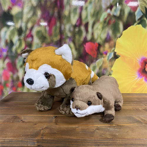 > ·̫ <⸝⸝ ̖́-‬コツメカワウソ 激カワぬいぐるみ5個セット カワウソコツメちゃん