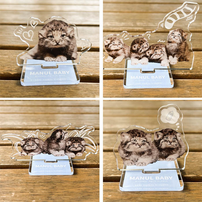 アクリルスタンド MANUL BABY マヌルネコベビー | 神戸どうぶつ王国NS