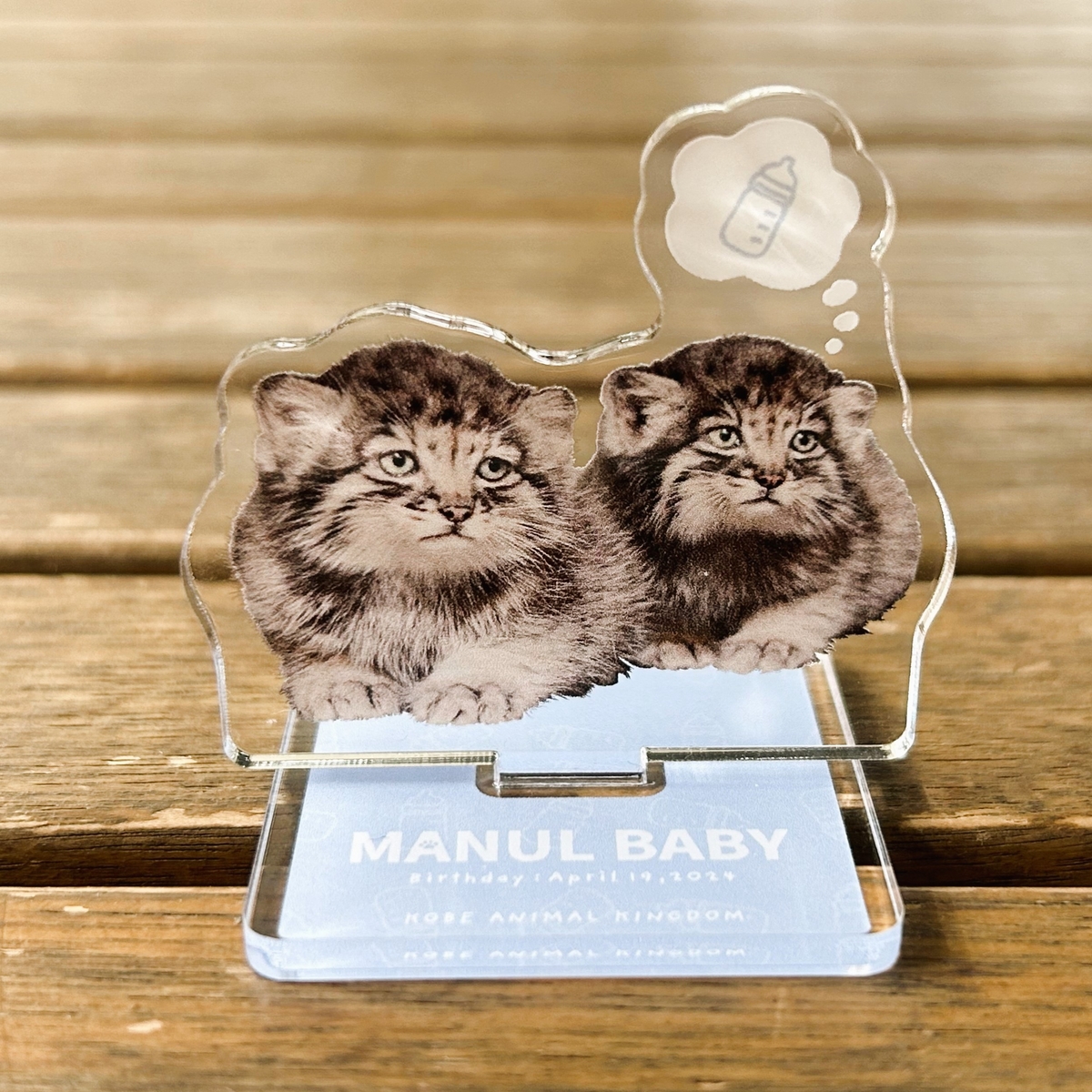 アクリルスタンド MANUL BABY マヌルネコベビー | 神戸どうぶつ王国NS