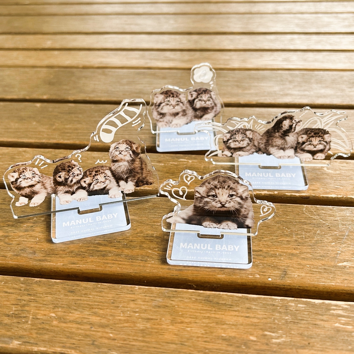 アクリルスタンド MANUL BABY マヌルネコベビー | 神戸どうぶつ王国NS