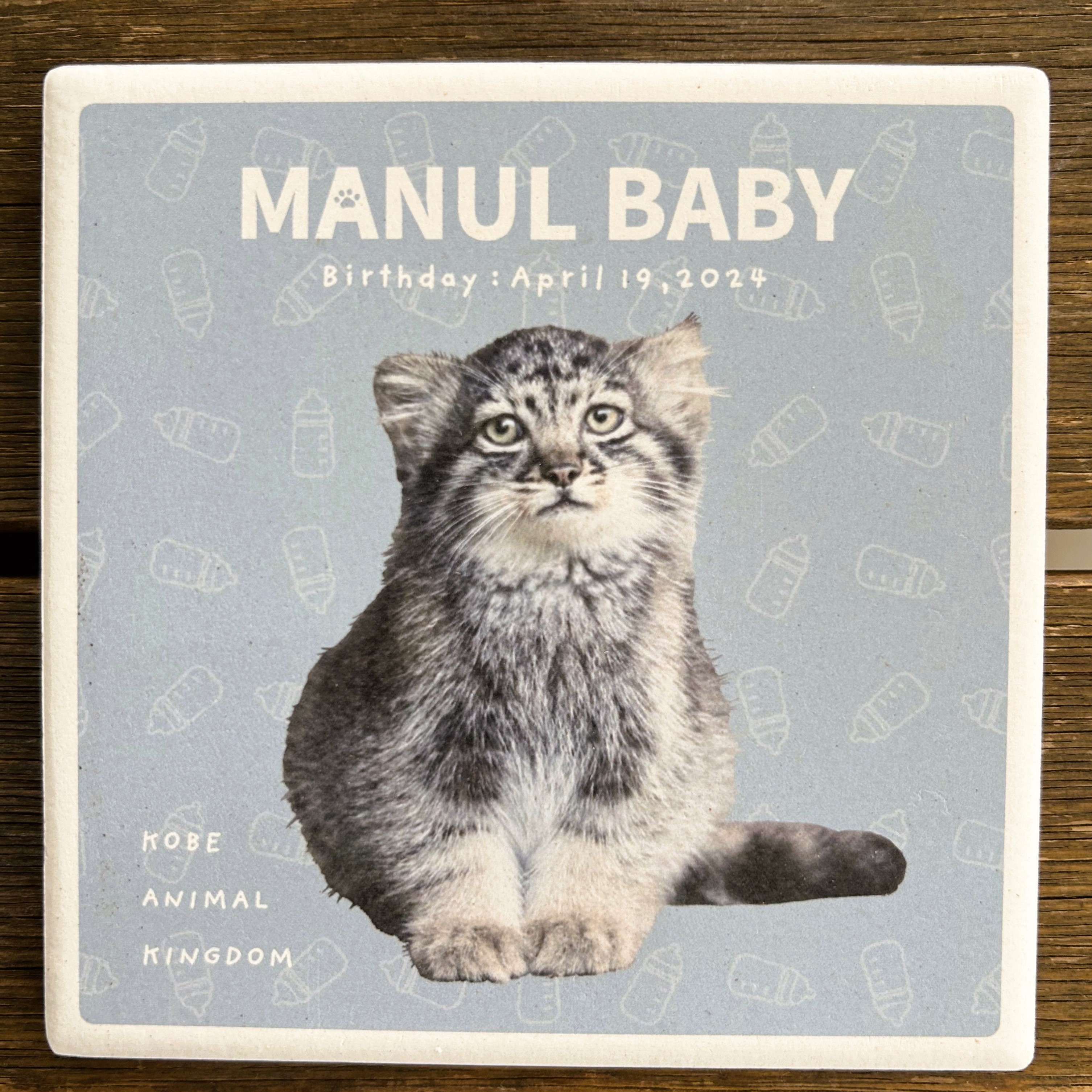 吸水コースター MANUL BABY 1頭 マヌルネコベビー | 神戸どうぶつ王国NS