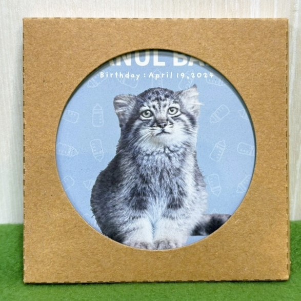 吸水コースター MANUL BABY 1頭 マヌルネコベビー | 神戸どうぶつ王国NS